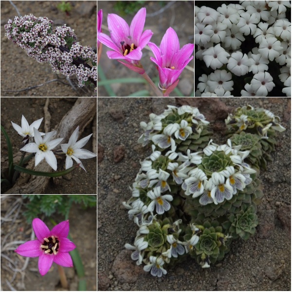Cerro Colorado wildflowers